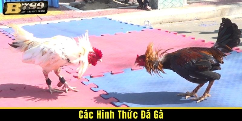các hình thức đá gà