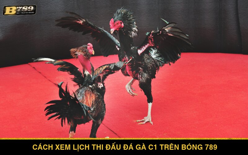 Cách xem lịch thi đấu đá gà C1 trên Bóng 789