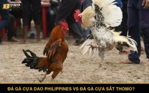 Đá gà cựa dao Philippines vs đá gà cựa sắt