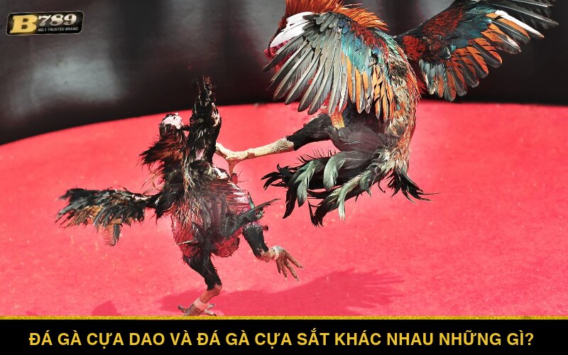 Điểm khác nhau giữa đá gà cựa dao và đá gà cựa sắt