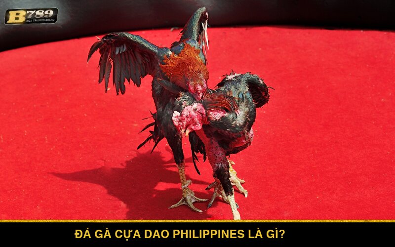 Đá gà cựa dao Philippines là gì?