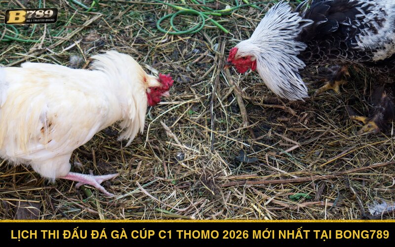 Lịch thi đấu đá gà Cúp C1 Thomo