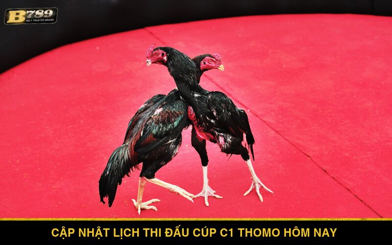 Cập nhật lịch thi đấu Cúp C1 Thomo hôm nay