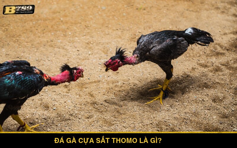 Tìm hiểu về đá gà cựa sắt Thomo