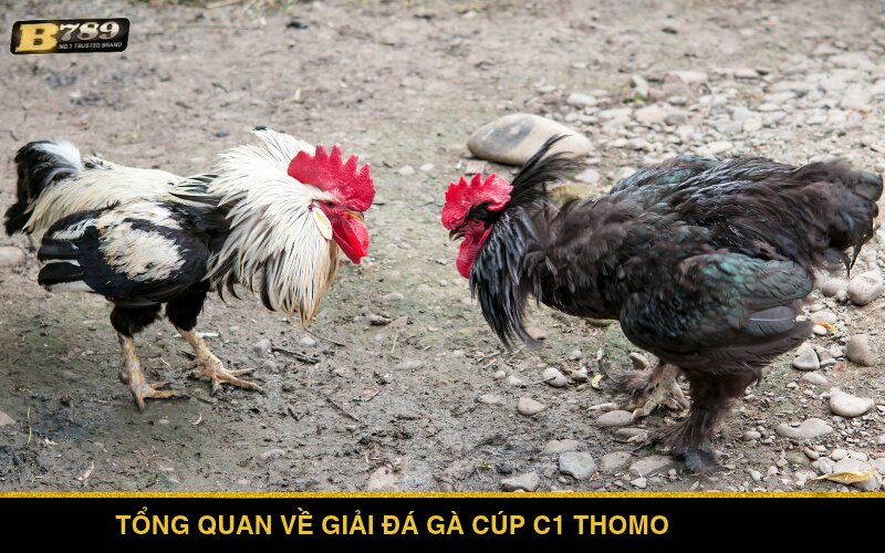 Tổng quan về giải đá gà Cúp C1 Thomo